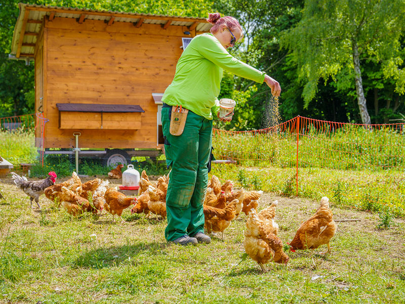 Bild zeigt Frau beim Hühnerfüttern