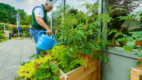 Bild zeigt Mann beim Gießen von Pflanzen auf der Terrasse