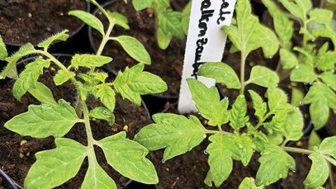 junge Tomatenpflanzen