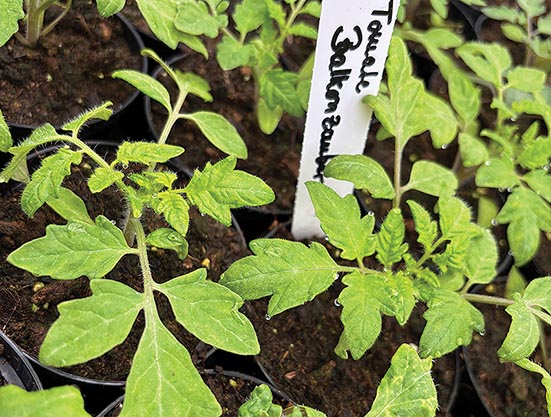 junge Tomatenpflanzen